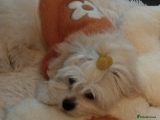 Maltese dogs Toy size miniture Maltese 🐶 💖 - Advert 2