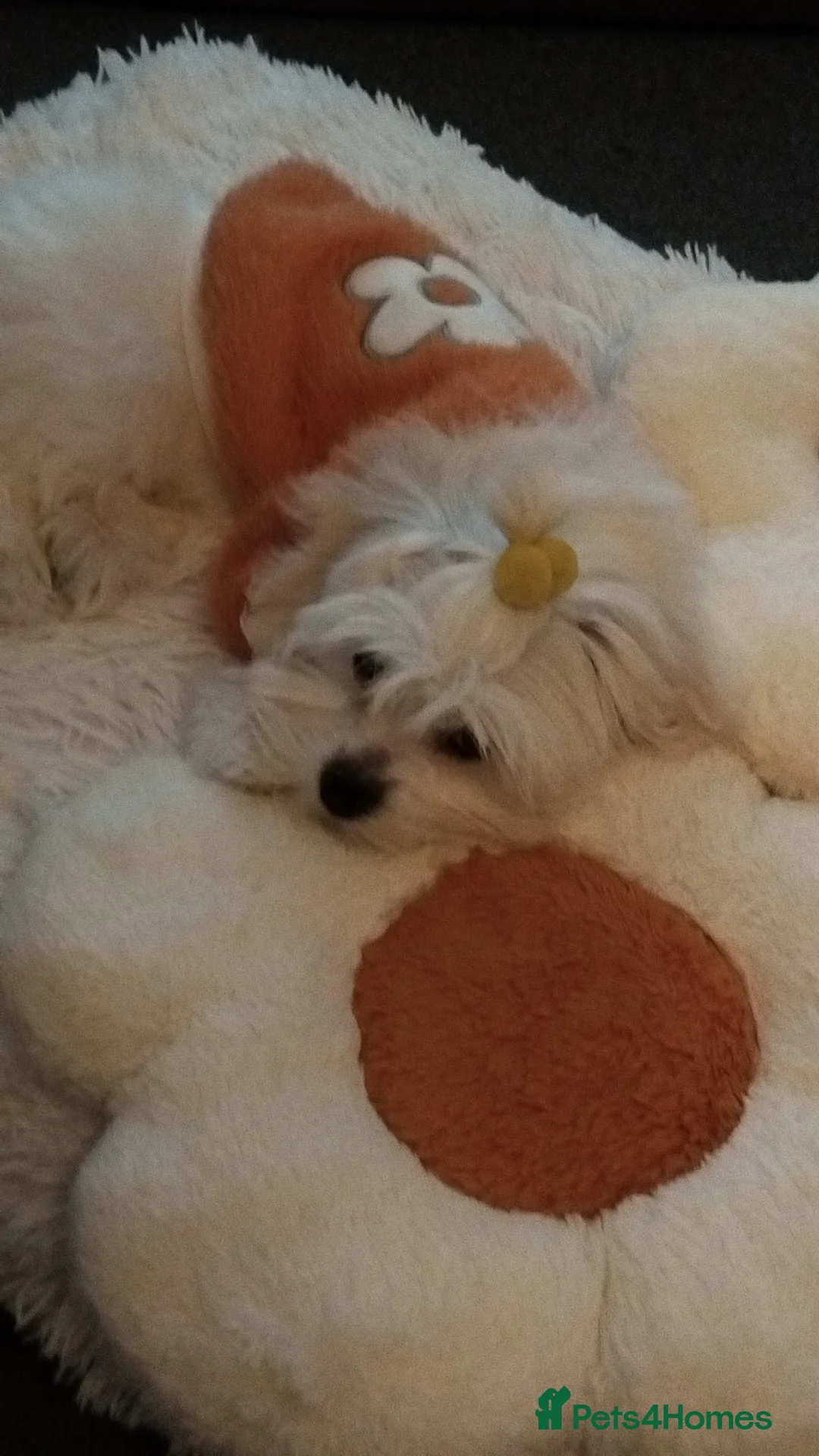 Maltese dogs for sale: 1 girl left Toy size miniture Maltese  🐶 💖  - Advert 1