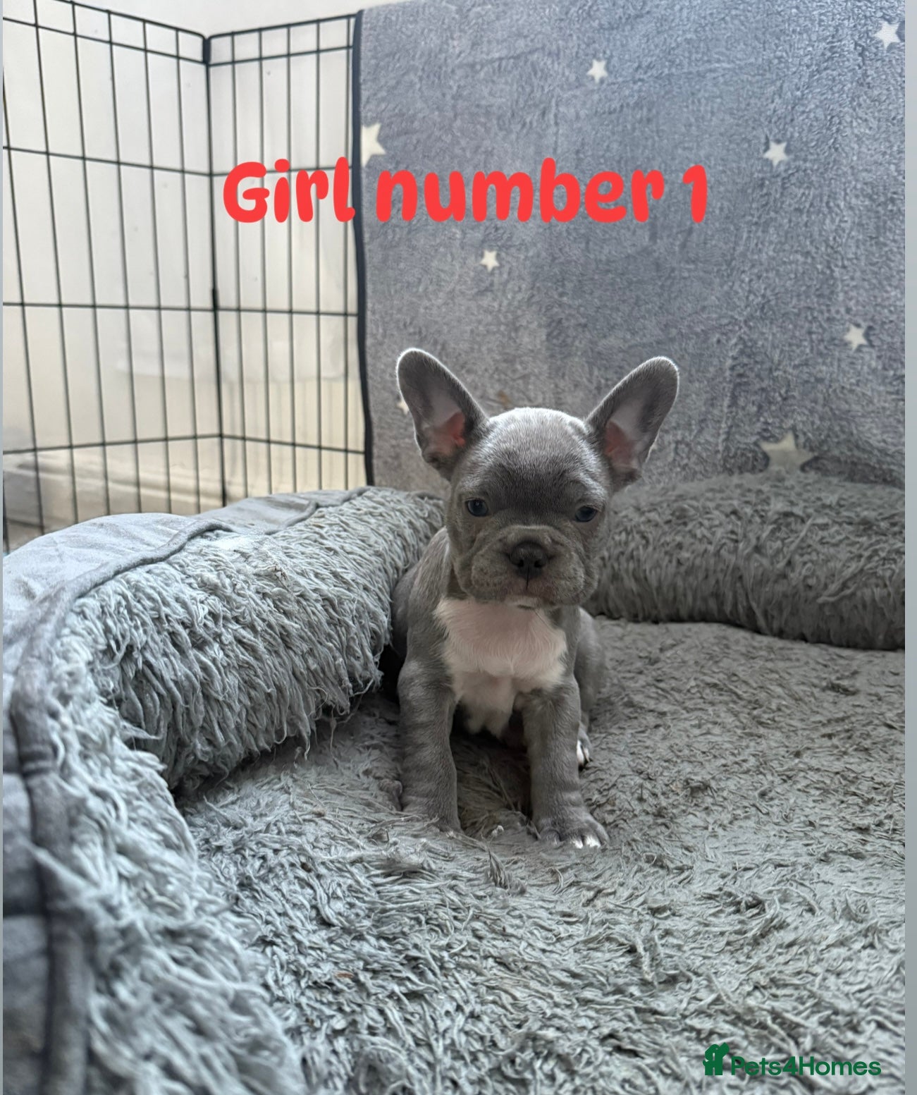 French Bulldog dogs Beautiful blue French bulldog puppies for sale - Advert 17