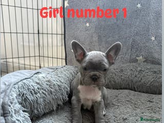 French Bulldog dogs Beautiful blue French bulldog puppies for sale - Advert 17
