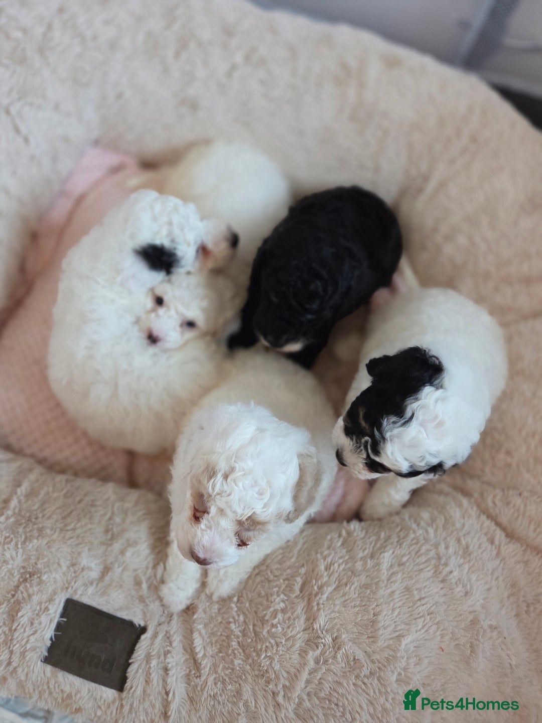 Cavapoo dogs for sale: F1B Cavapoo Puppies 4 boys avialable - Advert 7