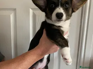 Welsh Corgi Cardigan dogs WELSH CARDIGAN CORGI GIRLS READY NOW - Advert 5