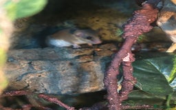 Mouse rodents for sale: African Pygmy Dormice - Image 6
