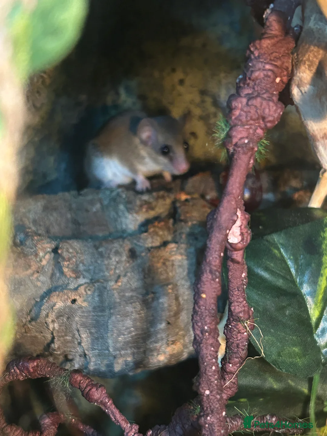 Mouse rodents for sale: African Pygmy Dormice - Advert 6
