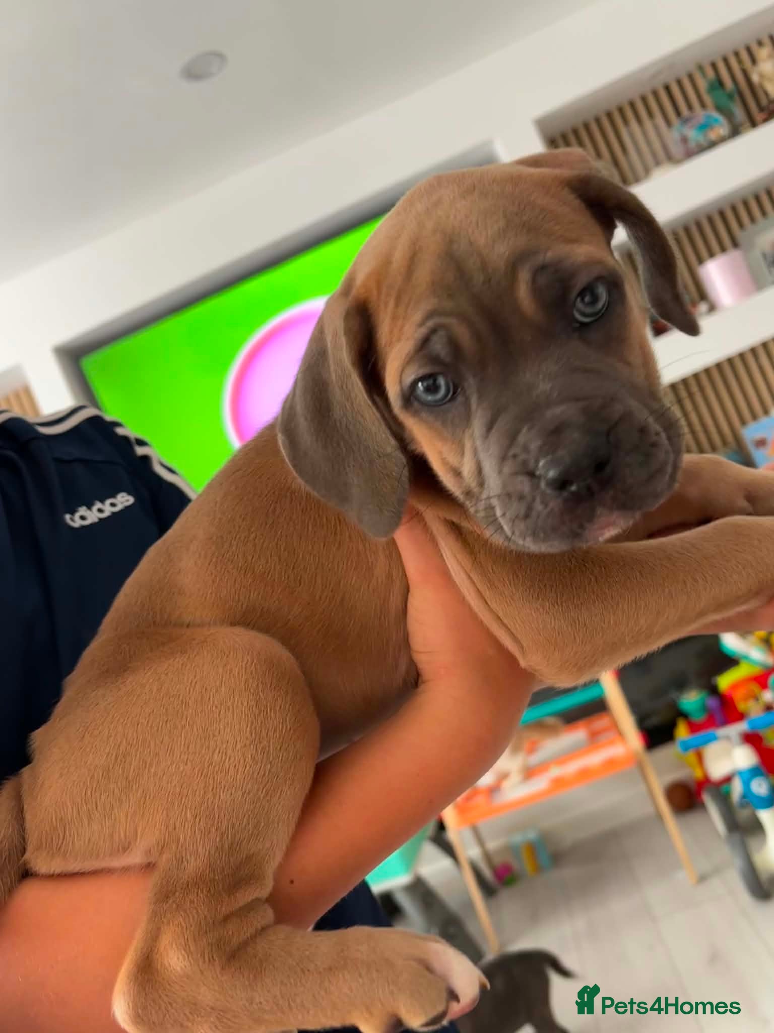 Cane Corso dogs Stunning champion bloodline cane corso💕 - Advert 2