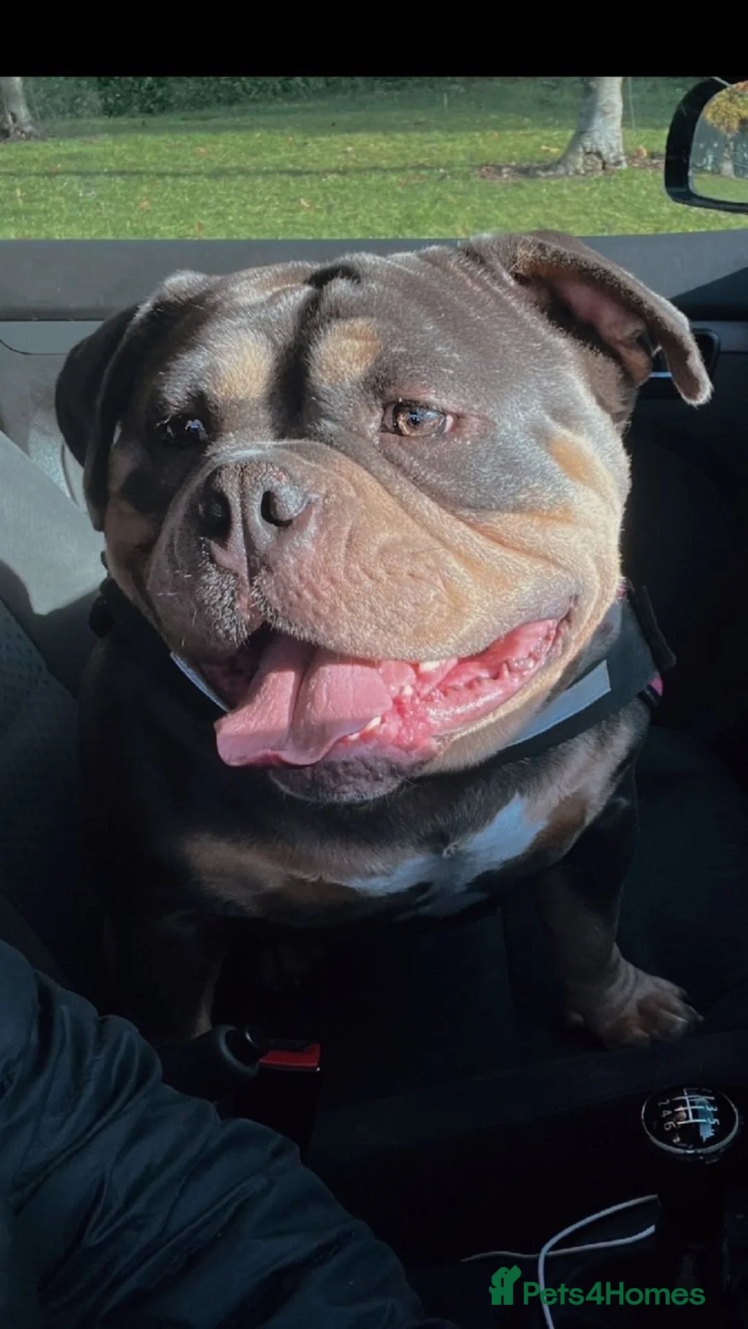 American Bully dogs for sale: Pocket bully  - Advert 2