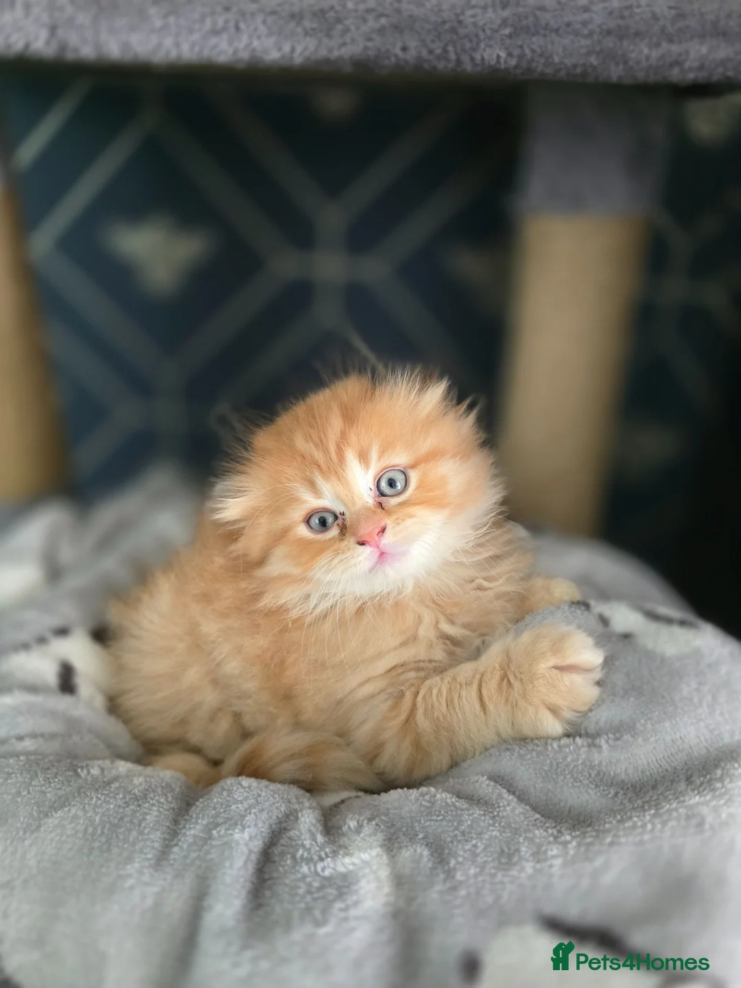 Scottish Fold cats for sale: Scottish fold litter due early September - Advert 1