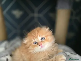Scottish Fold cats Beautiful Scottish fold x British short haired - Advert 5