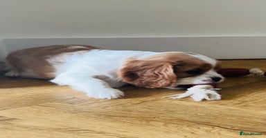 Cavalier King Charles Spaniel dogs - Advert 4