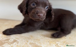 Cocker Spaniel dogs for sale: Beautiful litter of cocker spaniels for sale  - Image 2