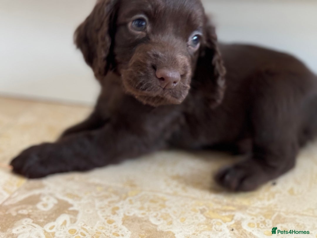Cocker Spaniel dogs for sale: Beautiful litter of cocker spaniels for sale  - Image 2