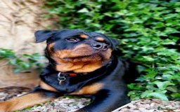 Rottweiler dogs for sale: Elite German Bloodline Rottweiller Puppies - Image 4