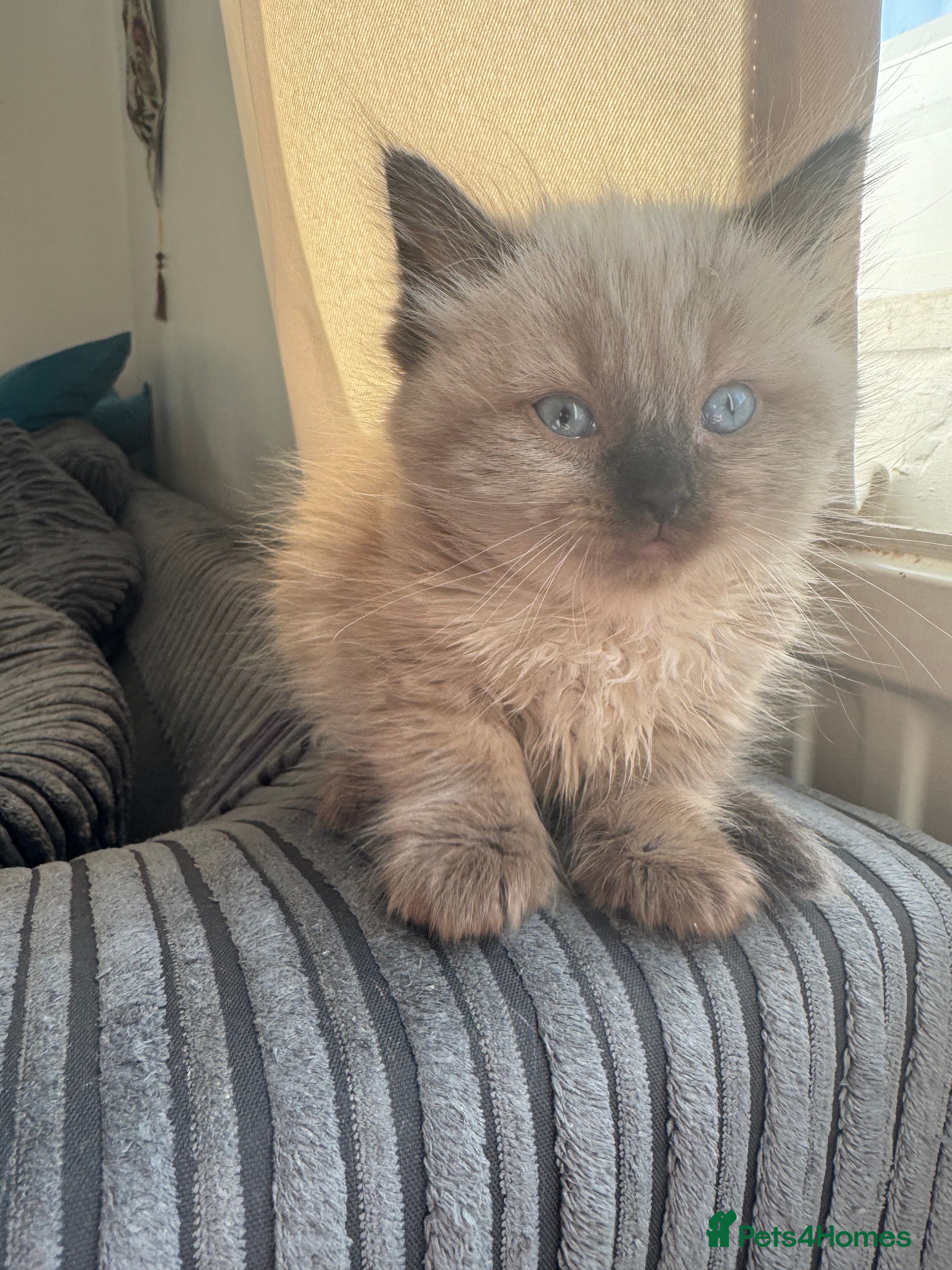 Ragdoll cats Eight-week-old Ragdoll kitten  - Advert 3