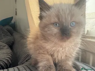 Ragdoll cats Eight-week-old Ragdoll kitten - Advert 3