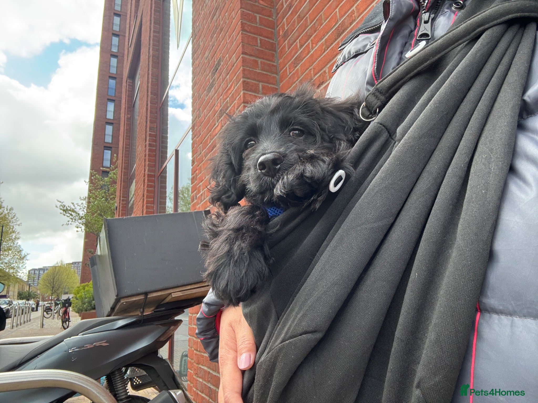 Cavapoo dogs Black Cavapoo 14 week old male puppy  - Advert 6