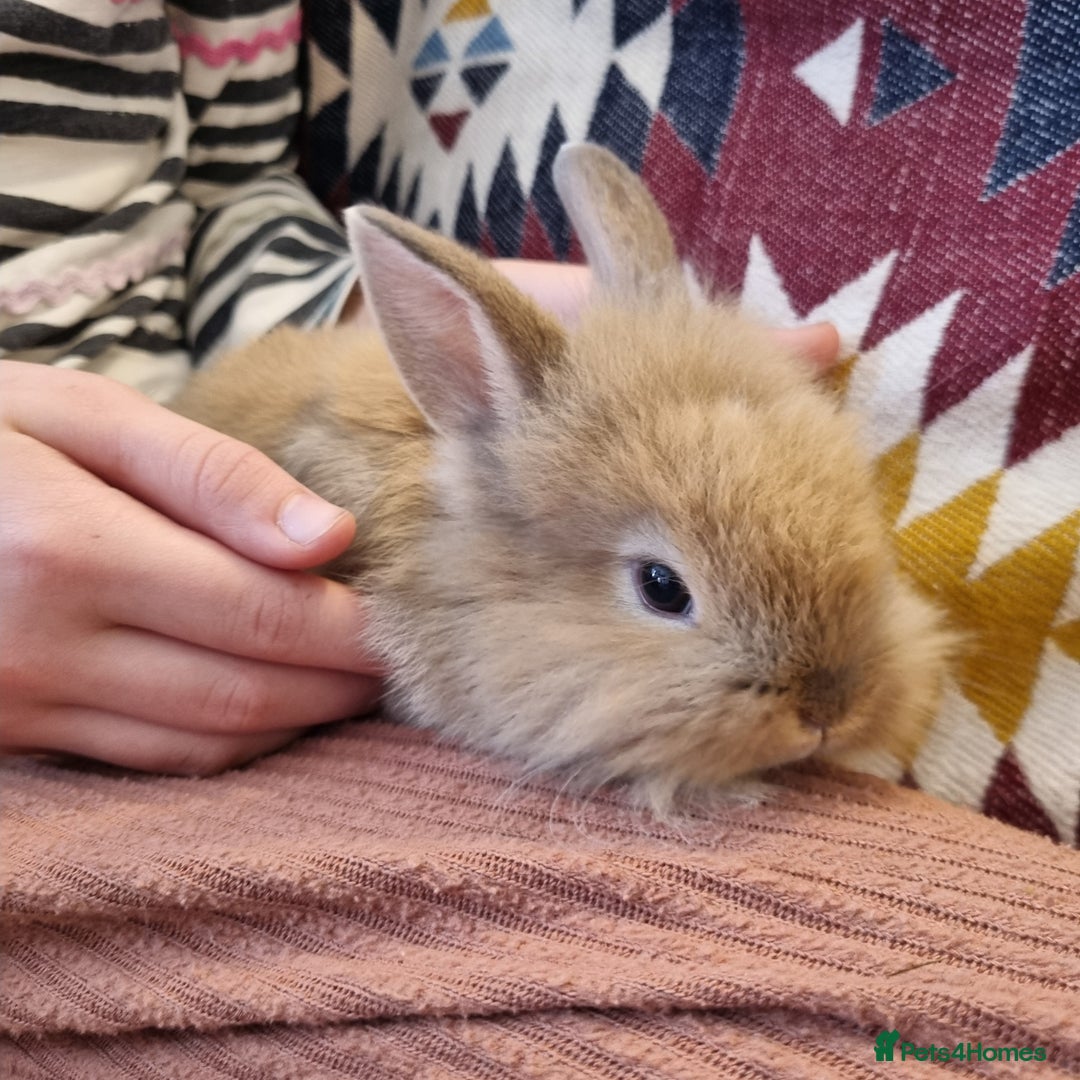 Lionhead rabbits for sale: Lionhead buck  - Image 2