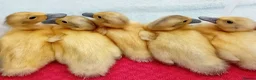 Ducks poultry for sale: Pure Silver Indian Runner Ducklings for SALE - Advert 12