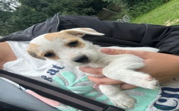 Jack Russell dogs for sale: 7 stunning jack russells for sale - Image 5