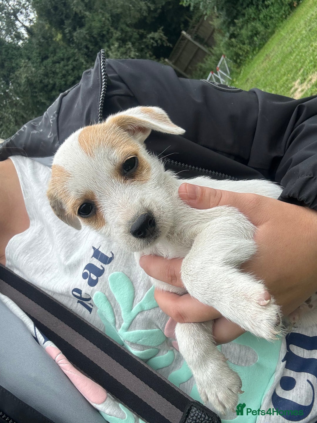 Jack Russell dogs for sale: 7 stunning jack russells for sale - Image 5
