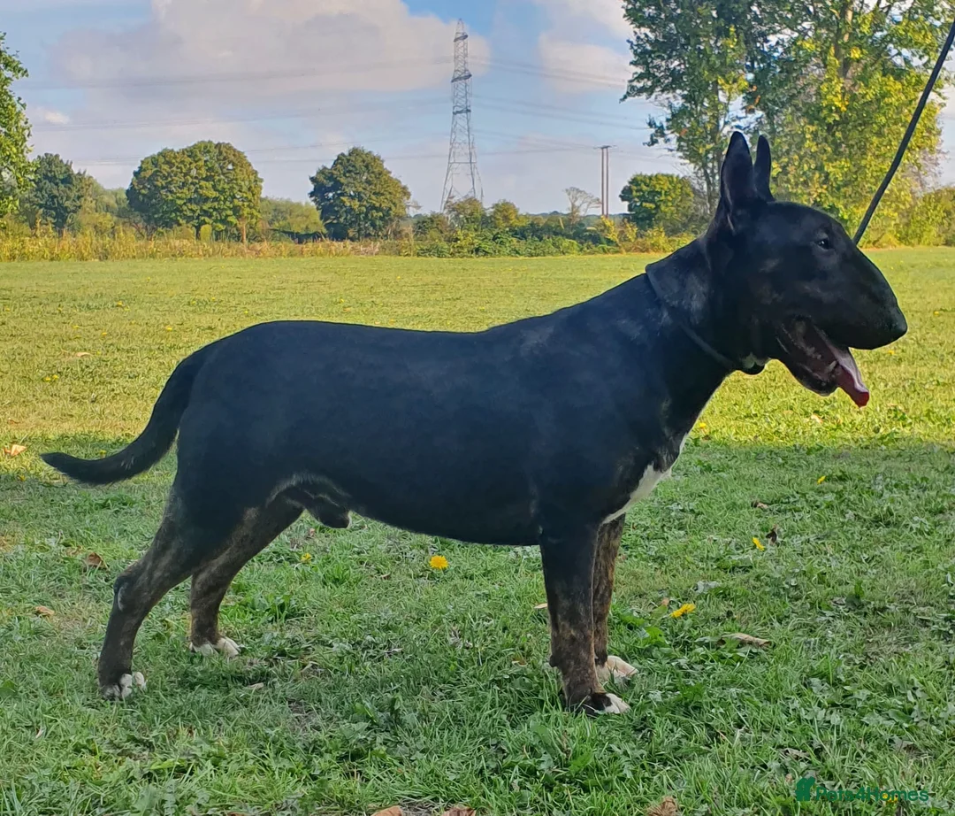 English Bull Terrier dogs for stud: Proven Bull Terrier studs x 2 - Advert 4