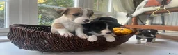 Mixed Breed dogs for sale: Beddy whippet (F1) x Jack Russell pups - Advert 17