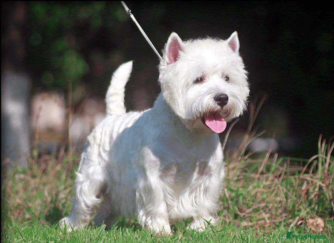 West Highland Terrier dogs for sale: Ready to leave now fully vaccinated 💕 - Image 14
