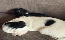 Mixed Breed dogs for sale: Cocker spaniel x chihuahua dalmation  - Image 4