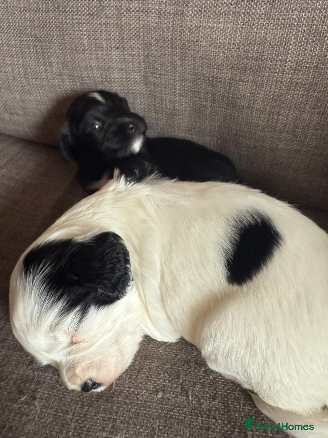 Mixed Breed dogs for sale: Cocker spaniel x chihuahua dalmation  - Image 4