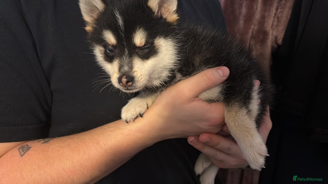 Pomsky dogs for sale: F4 tiny pomsky pups REDUCED need homes now - Advert 5