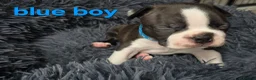 Boston Terrier dogs for sale: ⭐️KC registered beautiful Boston terrier puppies - Advert 15