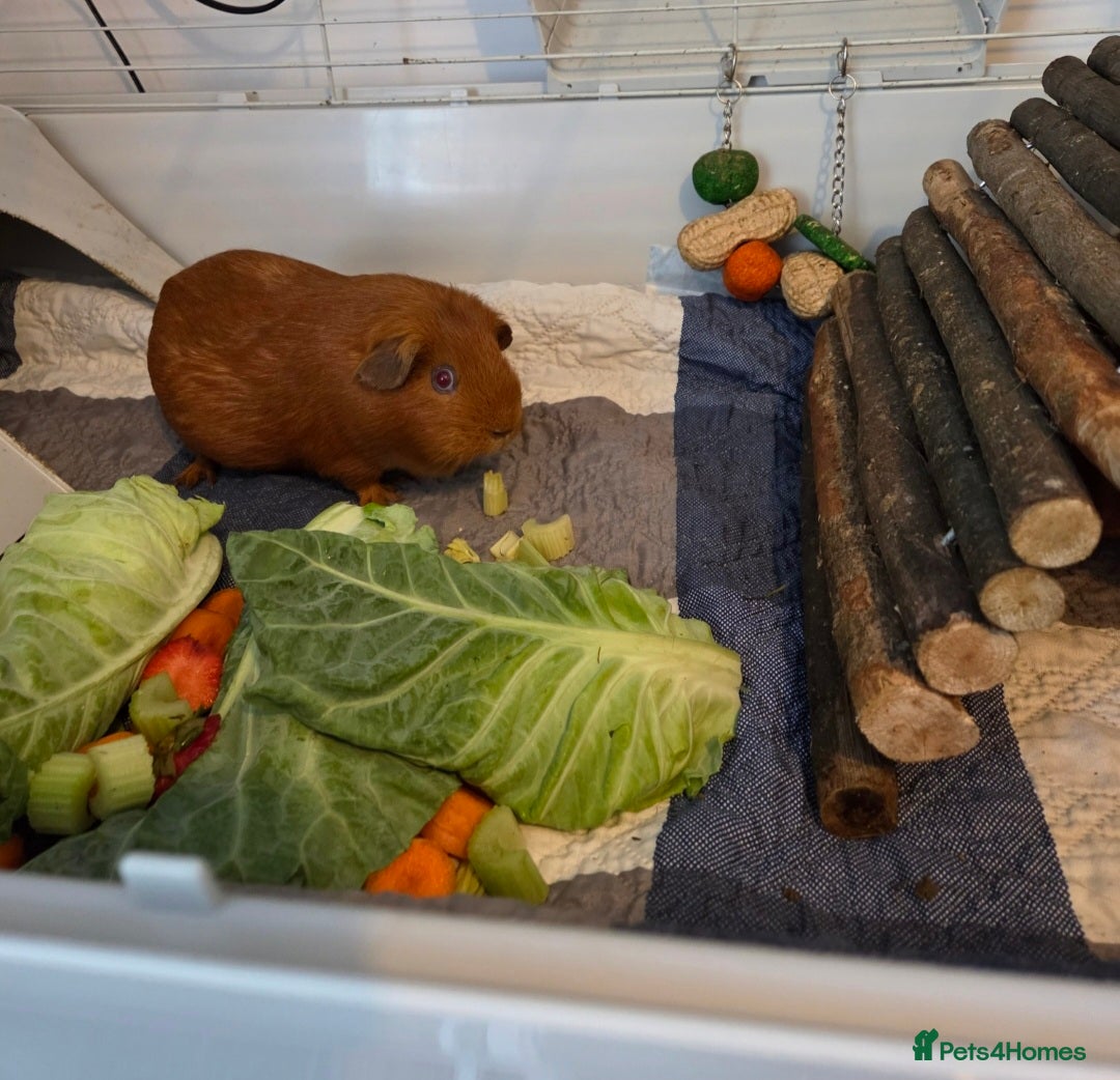 Guinea Pig rodents for sale: Female Guinea pigs - Image 5