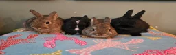 Netherland Dwarf rabbits for sale: Exceptional Netherland Dwarf, extremely tame - Advert 10