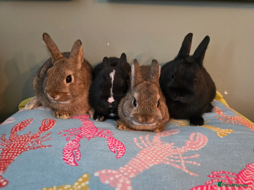 Netherland Dwarf rabbits for sale: Exceptional Netherland Dwarf, extremely tame - Advert 10
