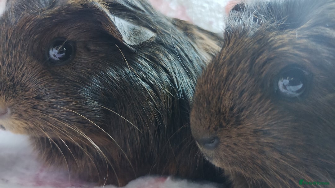 Guinea Pig rodents for sale: Two pairs of female guinea pigs price per set - Image 10