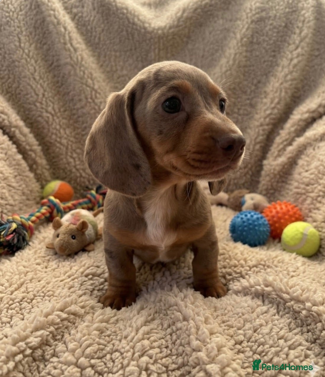 Miniature Dachshund dogs rainbow 🌈 litter of miniature dachshunds  - Advert 13