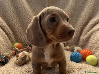 Miniature Dachshund dogs rainbow 🌈 litter of miniature dachshunds - Advert 13
