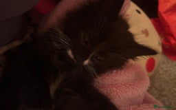Mixed Breed cats for sale: Beautiful baby kittens 💕 - Image 12