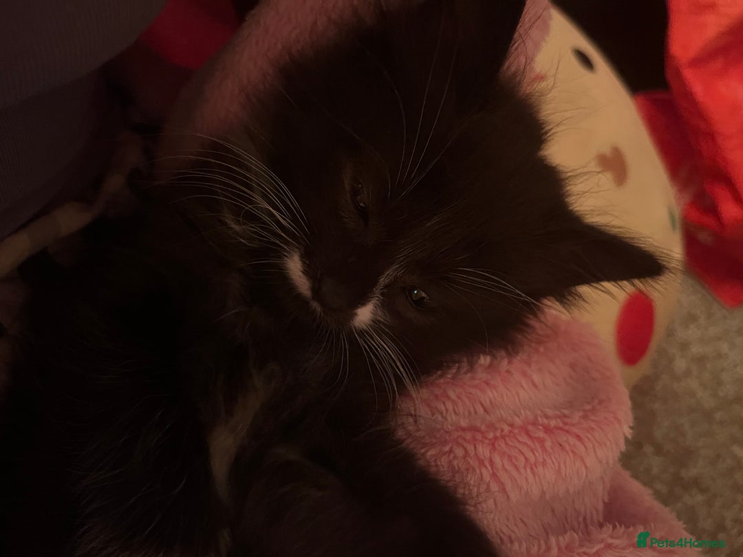 Mixed Breed cats for sale: Beautiful baby kittens 💕 - Image 12