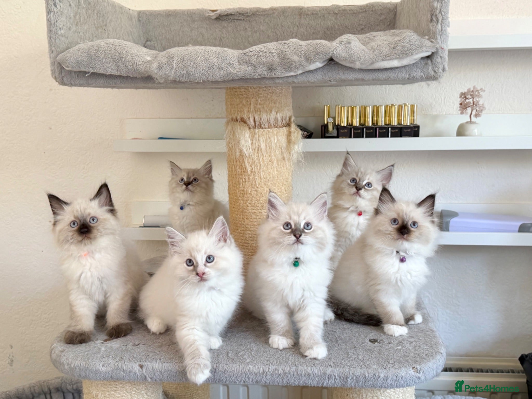Ragdoll cats 3 Boys Left - Cuddly, Affectionate, Gentle - TICA - Advert 2