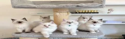 Ragdoll cats for sale: 1 Girl & 2 Boys - TICA Registered - Cuddly, Gentle - Advert 14