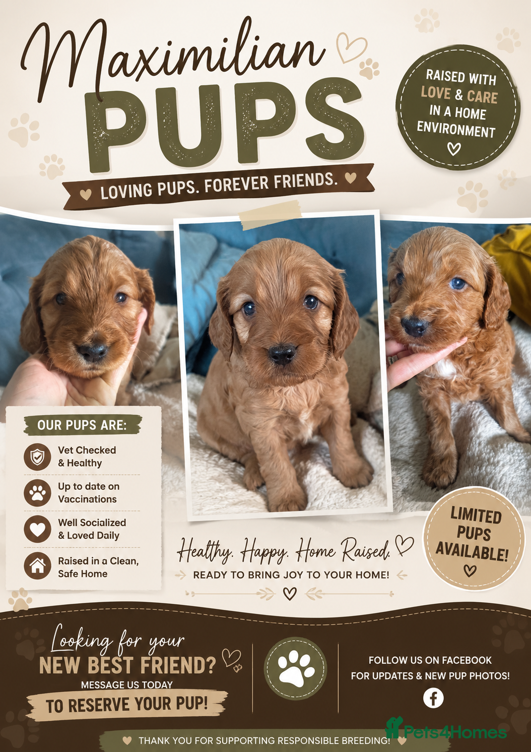 Cockapoo dogs Show Cockapoo puppies F1 - Advert 6