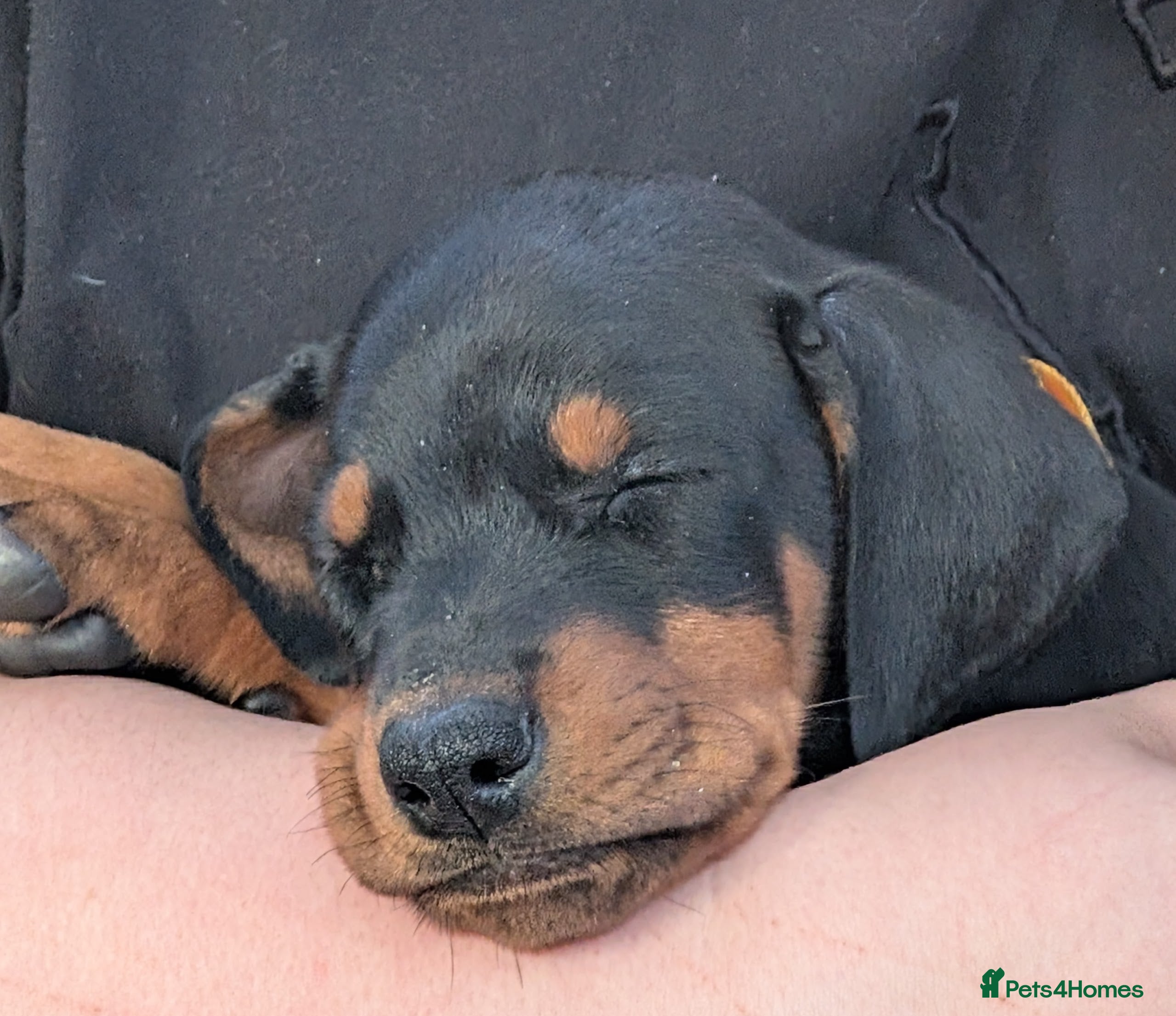 Dobermann dogs KC REGISTERED DOBERMANN PUPS – EXCEPTIONAL LITTER - Advert 2