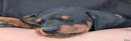 Dobermann dogs for sale: KC REGISTERED DOBERMANN PUPS – EXCEPTIONAL LITTER - Advert 28