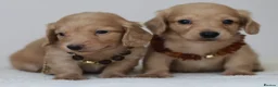 Miniature Dachshund dogs for sale: 5*Licensed+CREAM+LONGHAIR+Kc+PRACLEAR+VetChecked - Advert 2