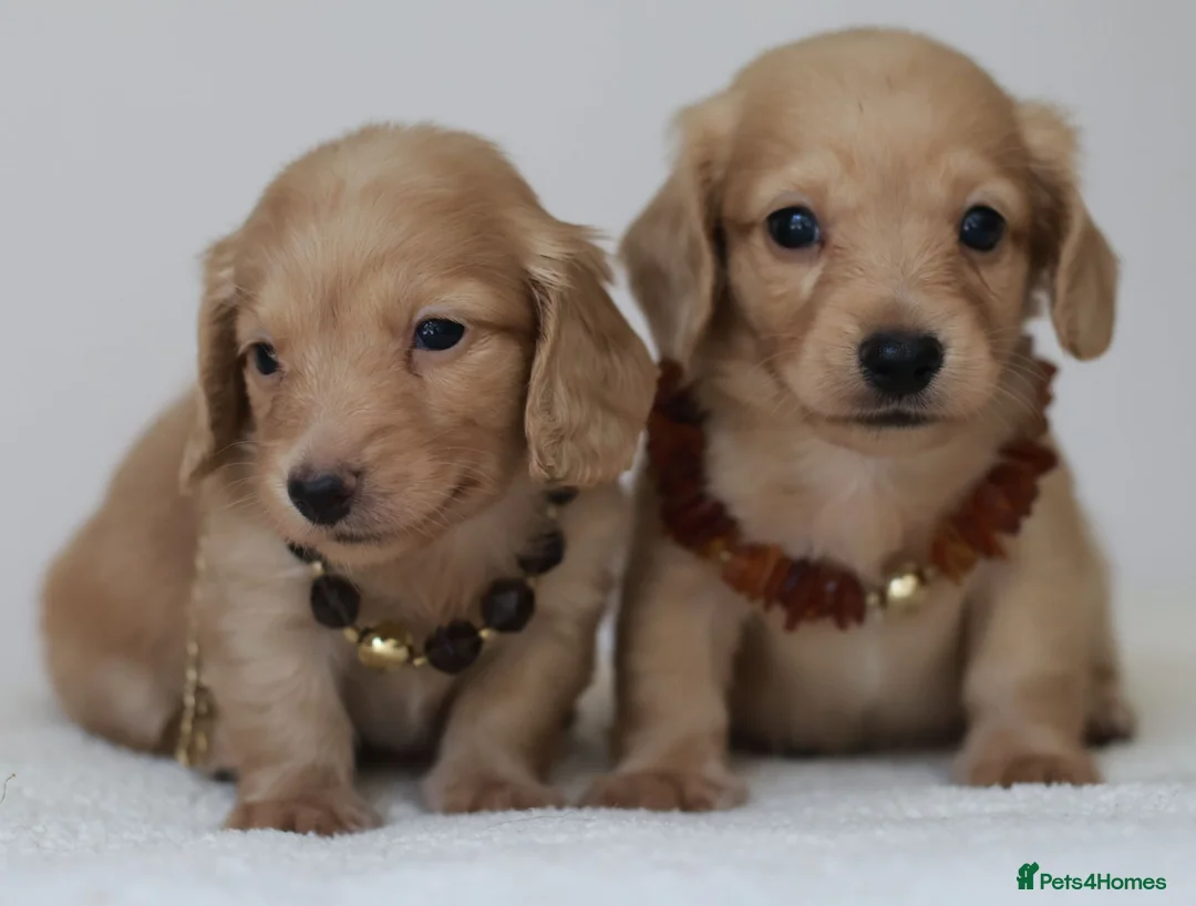 Miniature Dachshund dogs for sale: 5*Licensed+CREAM+LONGHAIR+Kc+PRACLEAR+VetChecked - Advert 2