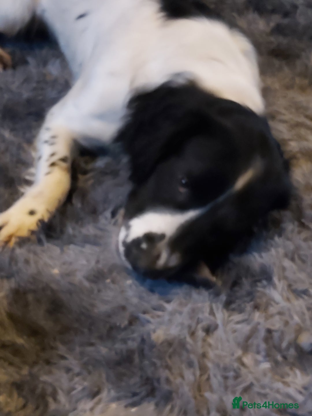 English Springer Spaniel dogs for sale: English Springer Spaniel (boy) - Image 4