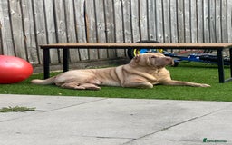 Shar Pei dogs for sale: Simba  - Image 2