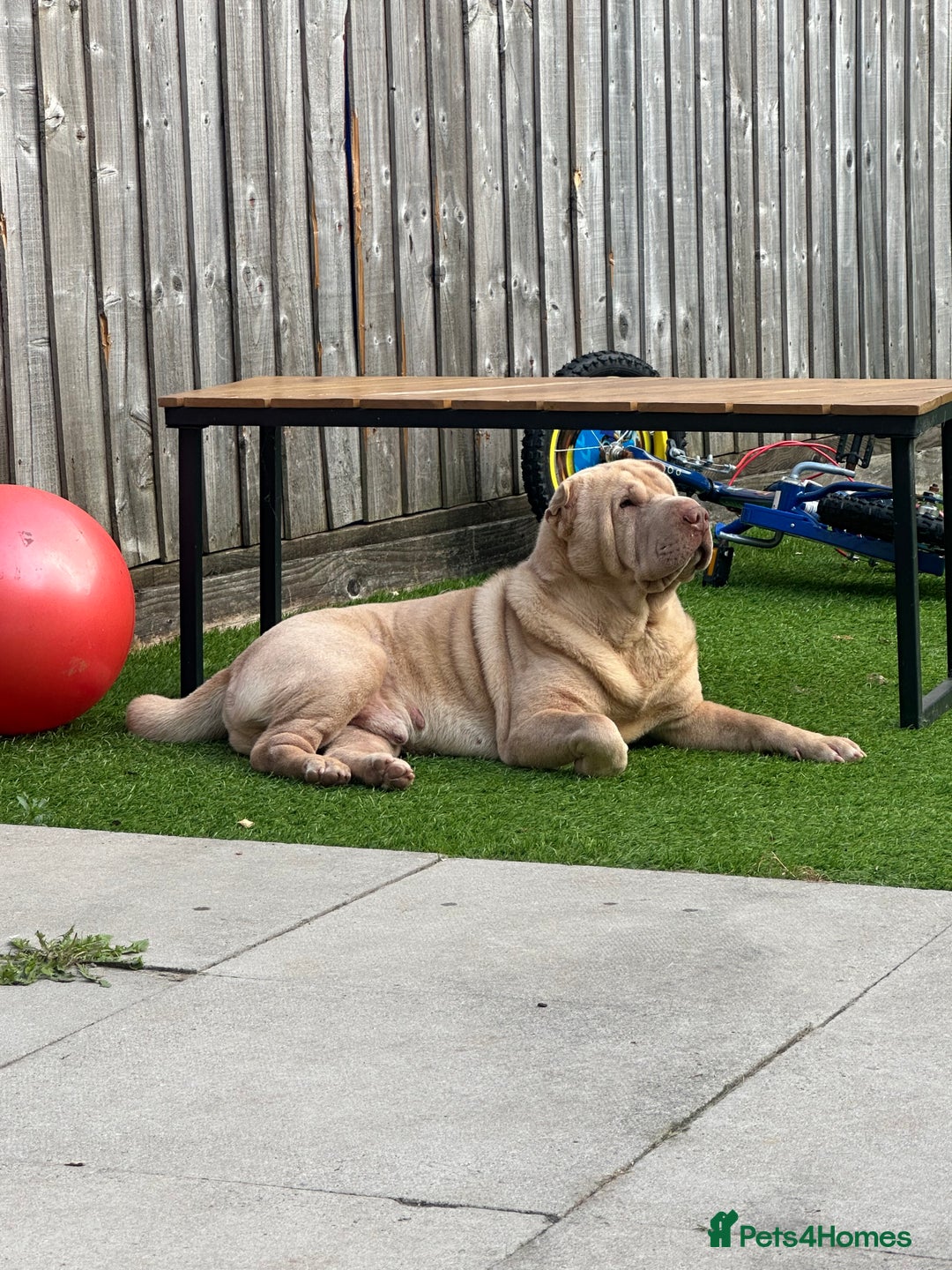 Shar Pei dogs for sale: Simba  - Image 2