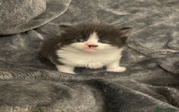 Mixed Breed cats for sale: Ready to go 1 Black and white girl left - Image 10