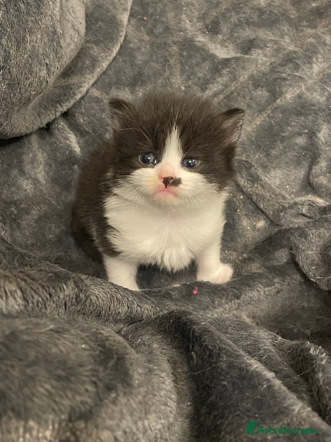 Mixed Breed cats for sale: Ready to go 1 Black and white girl left - Image 10